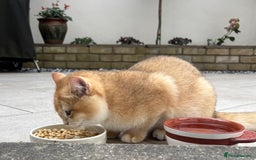 British Shorthair cats for sale:  Golden British Shorthair kittens  in London - Image 12