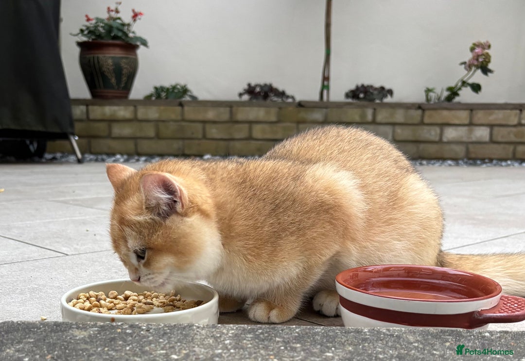 British Shorthair cats for sale:  Golden British Shorthair kittens  in London - Image 12