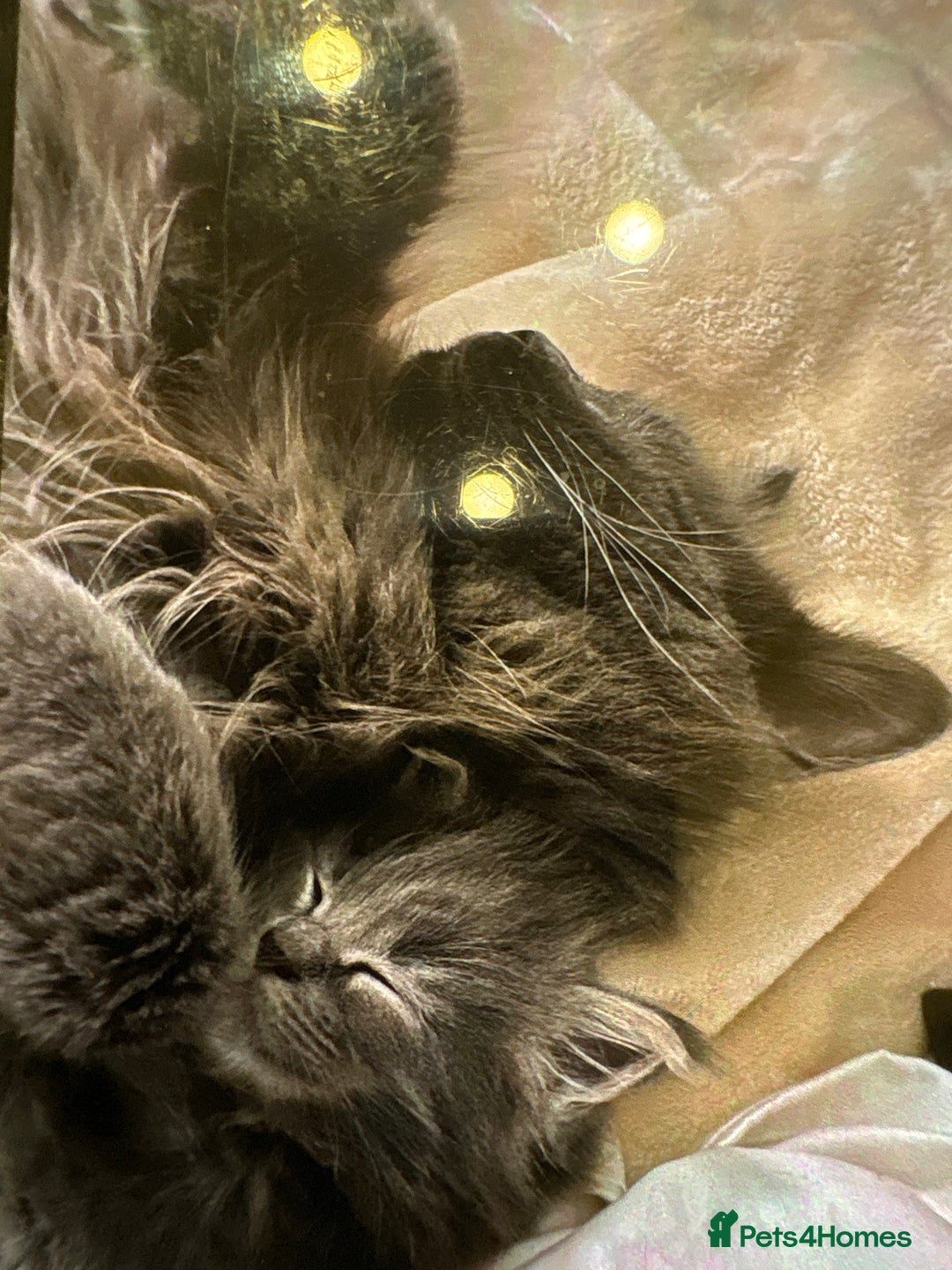 Maine Coon cats for sale: Maine Coon kittens outstanding quality - Advert 9