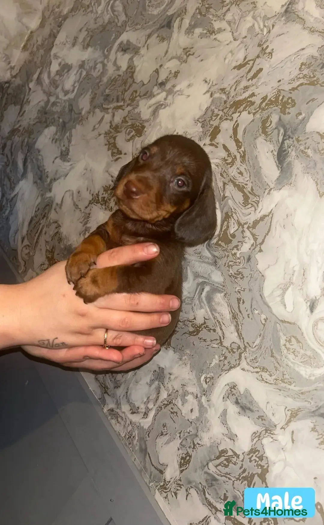 Miniature Dachshund dogs for sale: Minature Dachshund puppys  - Advert 1