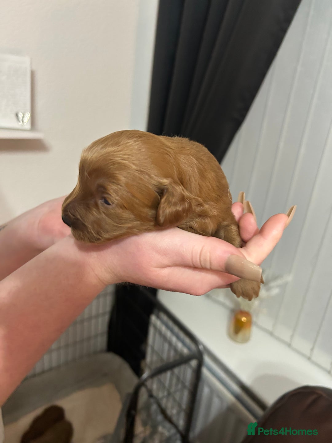 Cavapoochon dogs for sale: Cavapoo puppies  - Advert 9