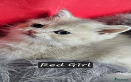 British Shorthair cats for sale: BSH GOLDEN KITTENS - Advert 15