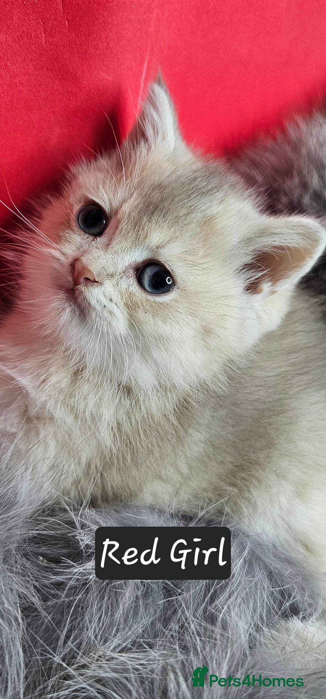 British Shorthair cats for sale: BSH GOLDEN KITTENS - Advert 15