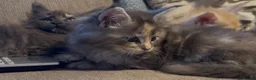 Maine Coon cats for sale: Health tested TICA Maine Coon Kittens  - Advert 8