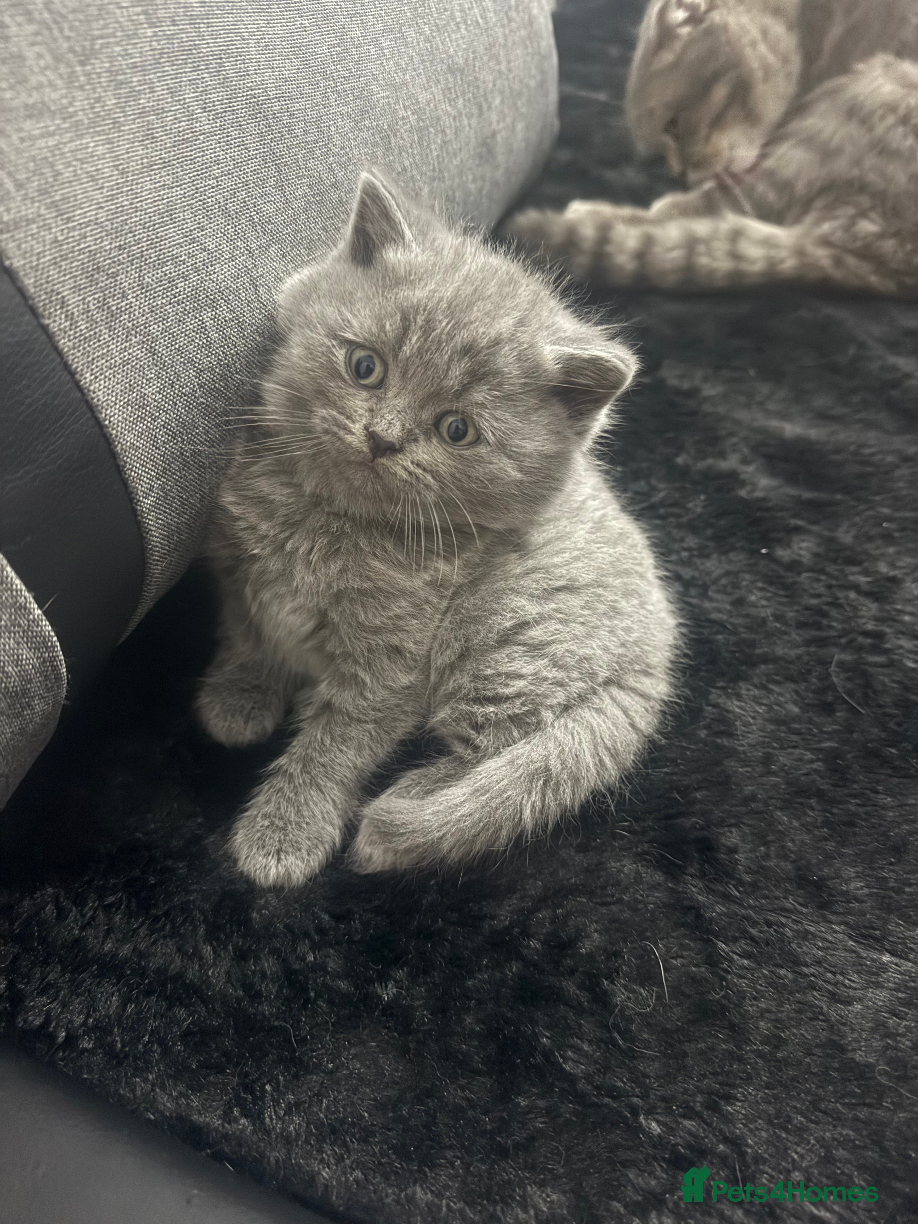 Scottish Fold cats Scottish fold kittens  - Advert 9