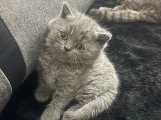 Scottish Fold cats Scottish fold kittens - Advert 11