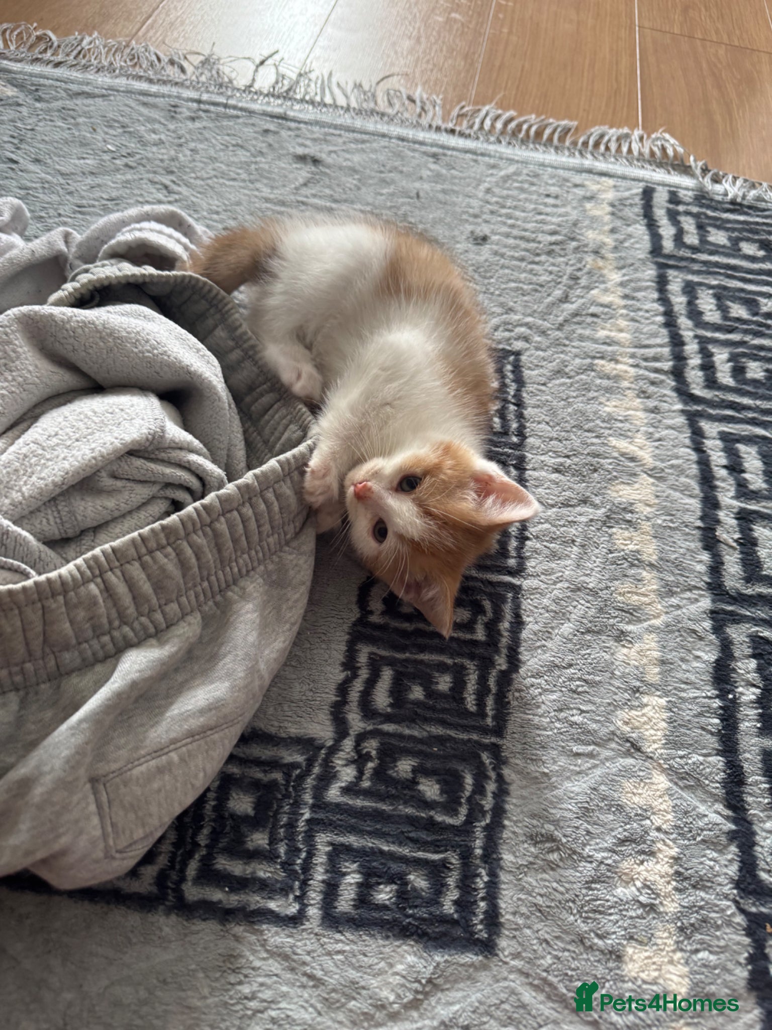 Mixed Breed cats 9 week old Yuki female for sale.  - Advert 6