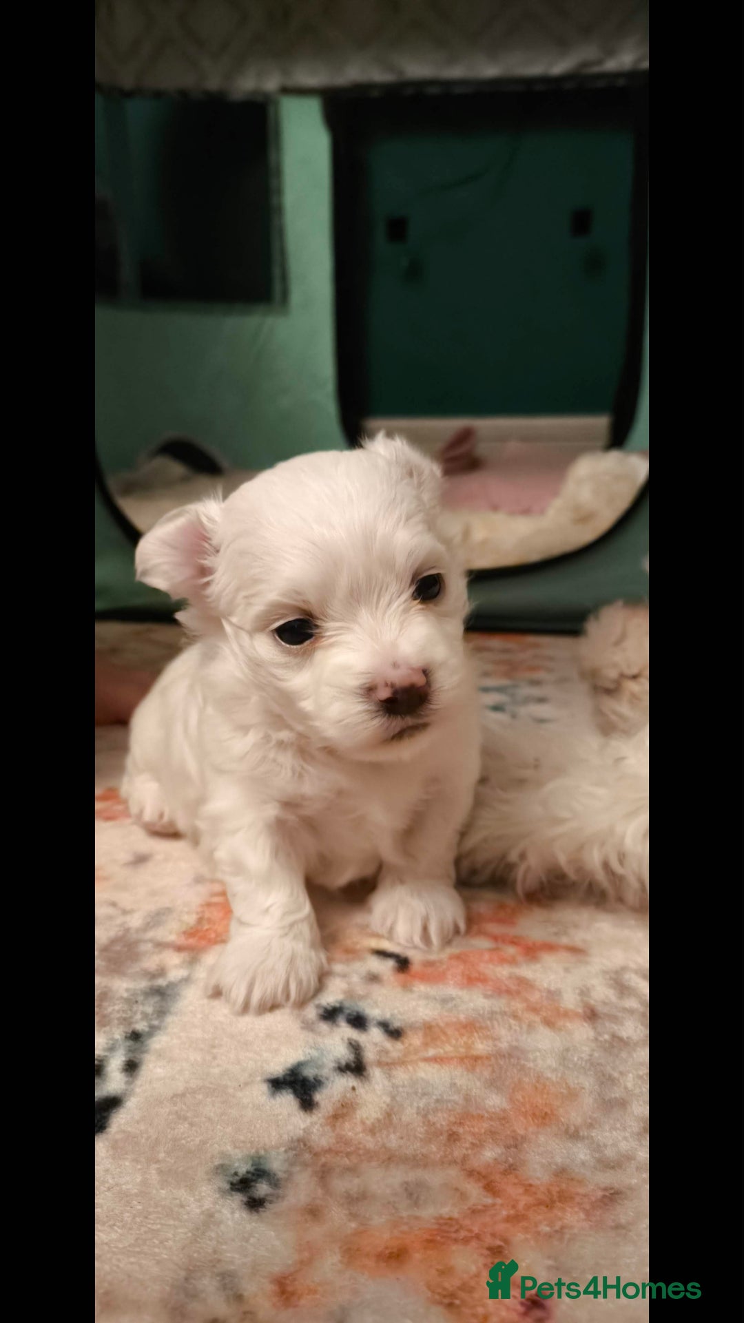 Maltese dogs for sale: Maltese korean line  - Advert 5