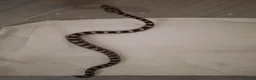 Corn Snake reptiles for sale: Baby corn snakes for sale in Caerphilly - Advert 2