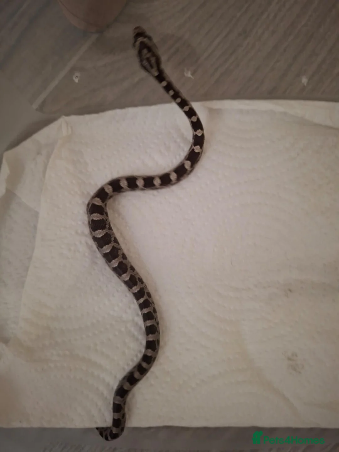 Corn Snake reptiles for sale: Baby corn snakes for sale in Caerphilly - Advert 2