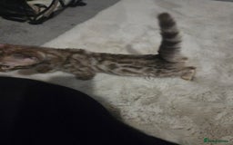 Bengal cats for sale:  1 stunning male bengal kitten (reduced price) - Image 16