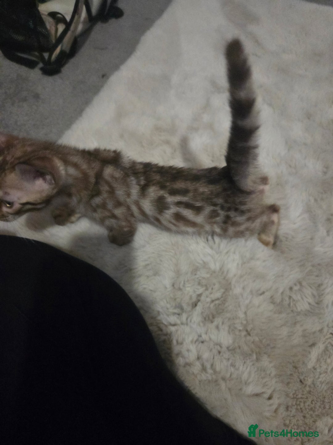 Bengal cats for sale:  1 stunning male bengal kitten (reduced price) - Image 16