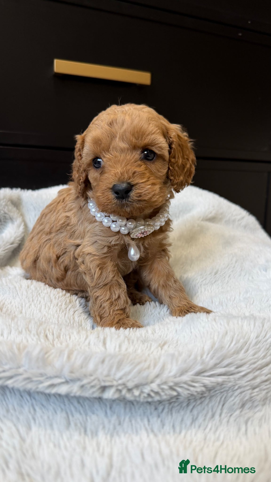 Cavapoo dogs The most beautiful Cavapoos - Advert 17