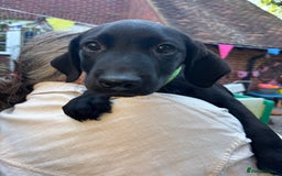 Mixed Breed dogs for sale: 3 Male, Black Labrador Cross puppies  - Image 9