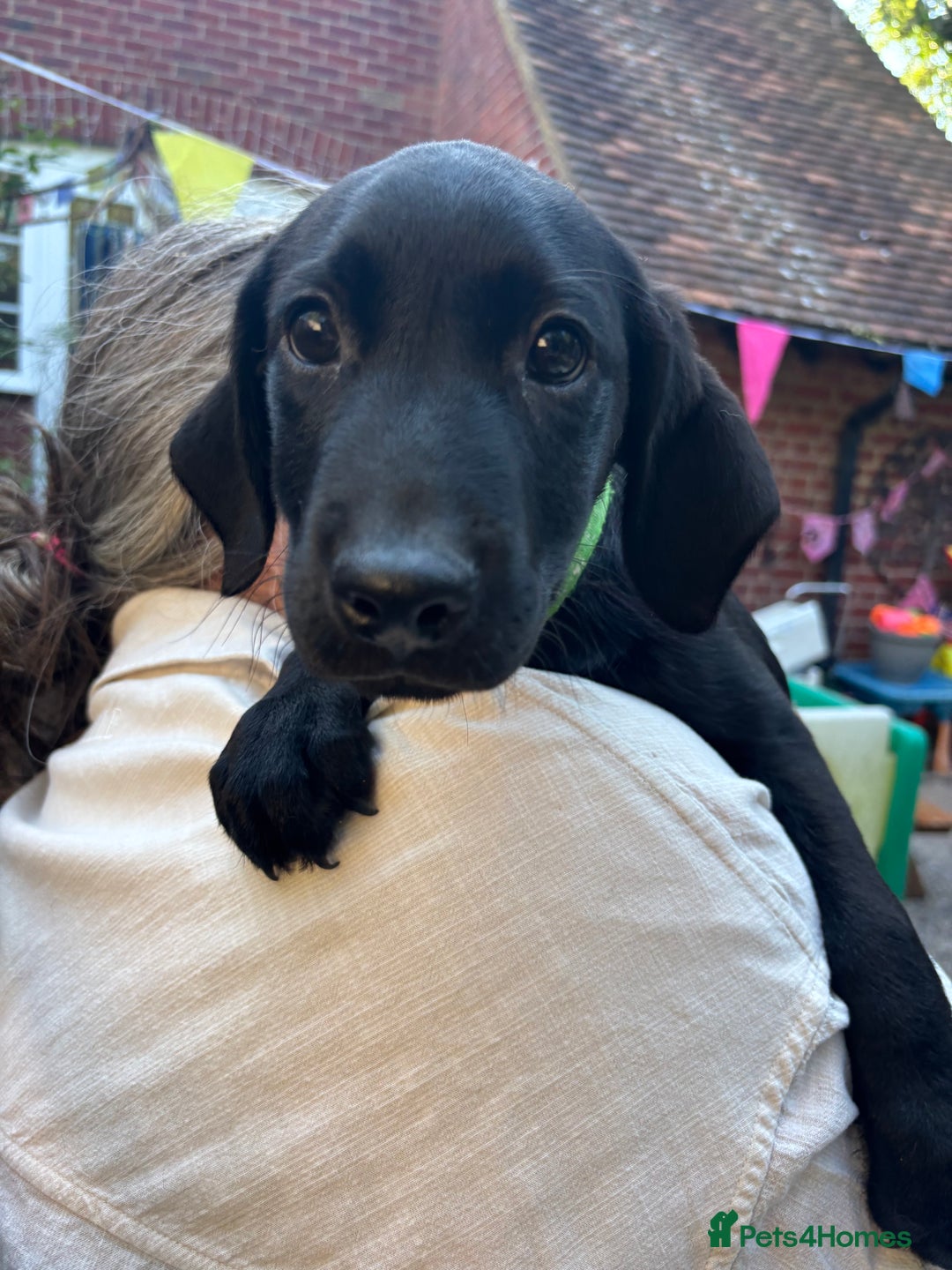 Mixed Breed dogs for sale: 3 Male, Black Labrador Cross puppies  - Image 9