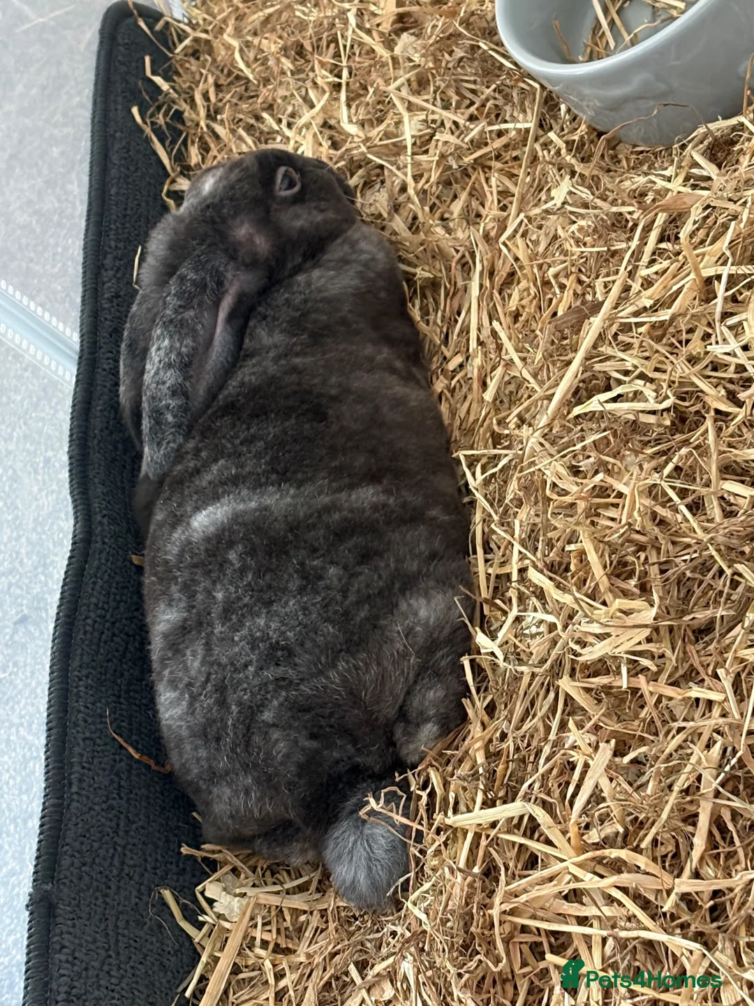 Mini Lop rabbits for sale: URGENT REHOME!! in Farnham - Advert 2
