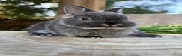 Netherland Dwarf rabbits for sale: Adorable friendly pure bred nethies  - Advert 6