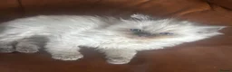 Ragdoll cats for sale: Blue Point Ragdoll Kittens - Advert 10