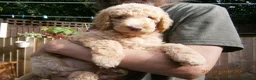 Labradoodle dogs for stud: Hypoallergenic Health Checked Labradoodle PROVEN  - Advert 16