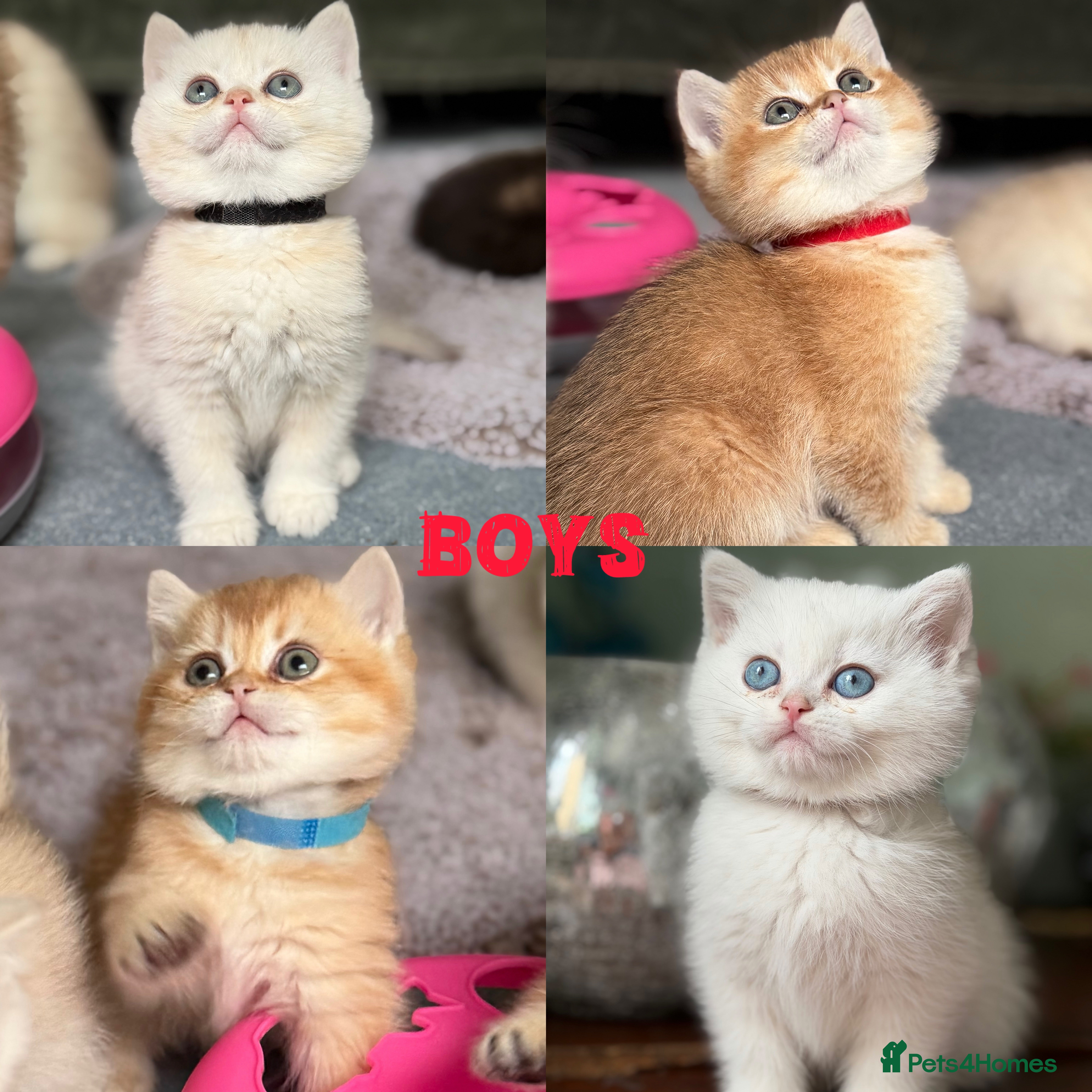 British Shorthair cats Adorable British shh golden kittens GCCF  - Advert 13