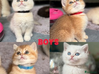 British Shorthair cats Adorable British shh golden kittens GCCF - Advert 13