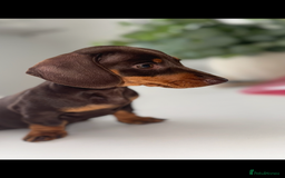 Miniature Dachshund dogs for sale: True to type chocolate mini dachshund female💗 - Image 1