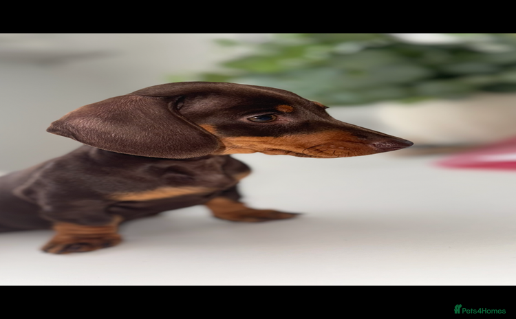 Miniature Dachshund dogs - Advert 14
