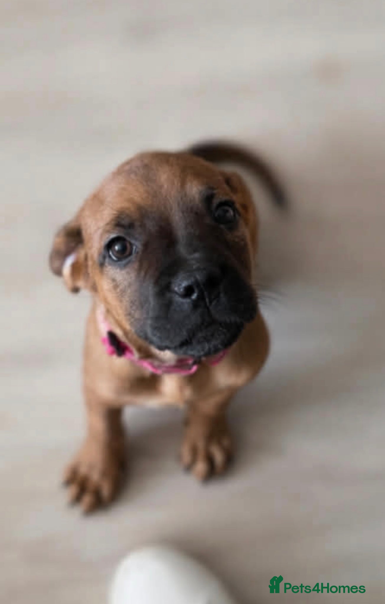 Mixed Breed dogs Rottweiler cross cane corso - Advert 14