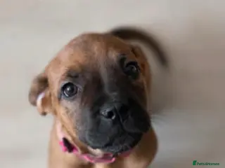 Mixed Breed dogs Rottweiler cross cane corso - Advert 14