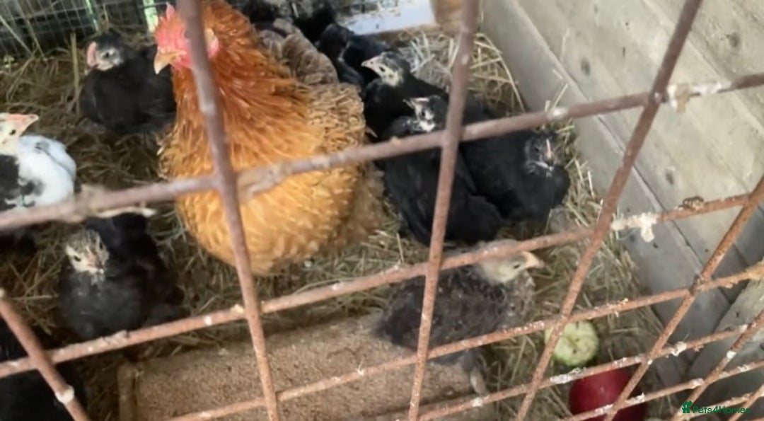 Chickens poultry for sale: Pekin bantam hens - Image 4