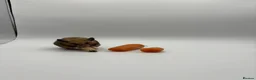Hamster rodents for sale: Pedigree Syrian hamster pups  - Advert 14