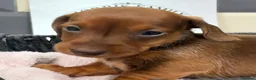 Miniature Dachshund dogs for sale: Outstanding quality Russian bloodline minis - Advert 10