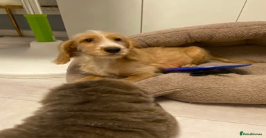 Labradoodle dogs Medium size Australian Labradoodles  show cocker  - Advert 1