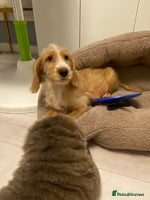 Labradoodle dogs Medium size Australian Labradoodles show cocker - Advert 1