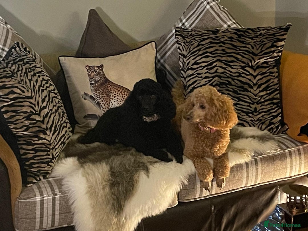 Miniature Poodle dogs for sale: KC reg miniature poodles, 5* licensed  - Image 12
