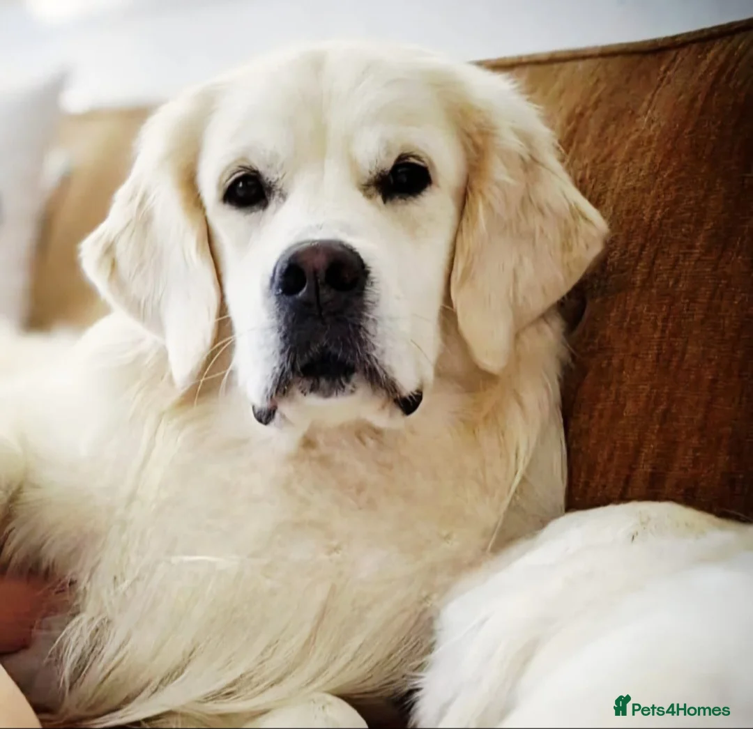 Golden Retriever dogs for sale: Newmiller Retrievers Upcoming Litter Announcement - Advert 3