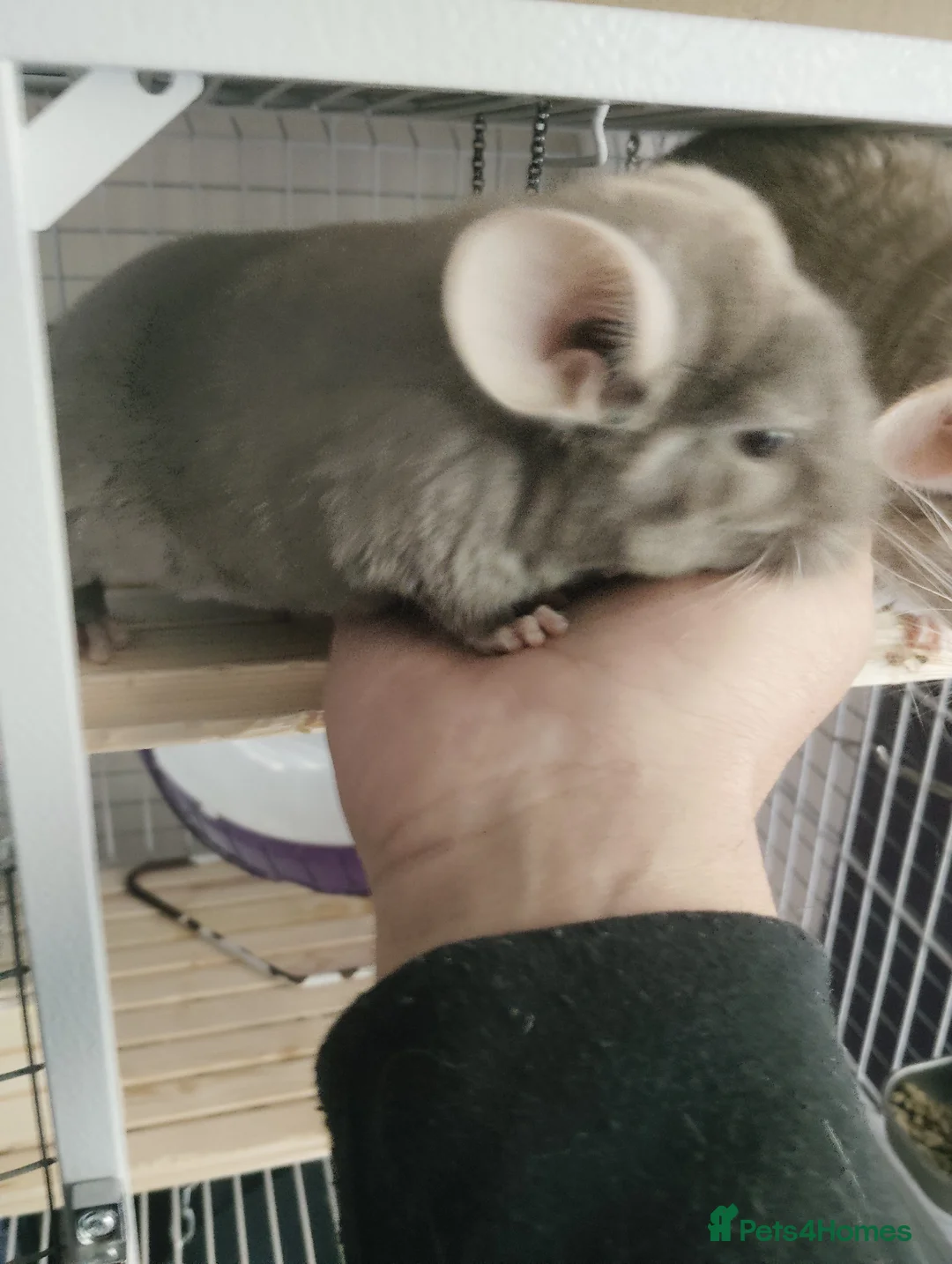 Chinchilla rodents for sale: Friendly Fem Chin Kit, looking for a forever home - Advert 2