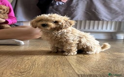 Cavapoo dogs for sale: F1b cavapoo puppies  - Image 1