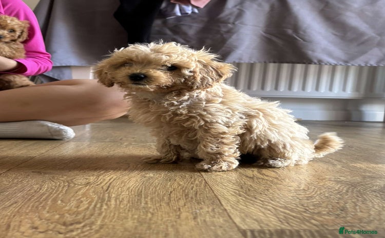 Cavapoo dogs - Advert 16