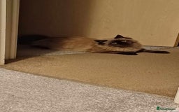 Ragdoll cats for sale: Meet Boo - Image 2