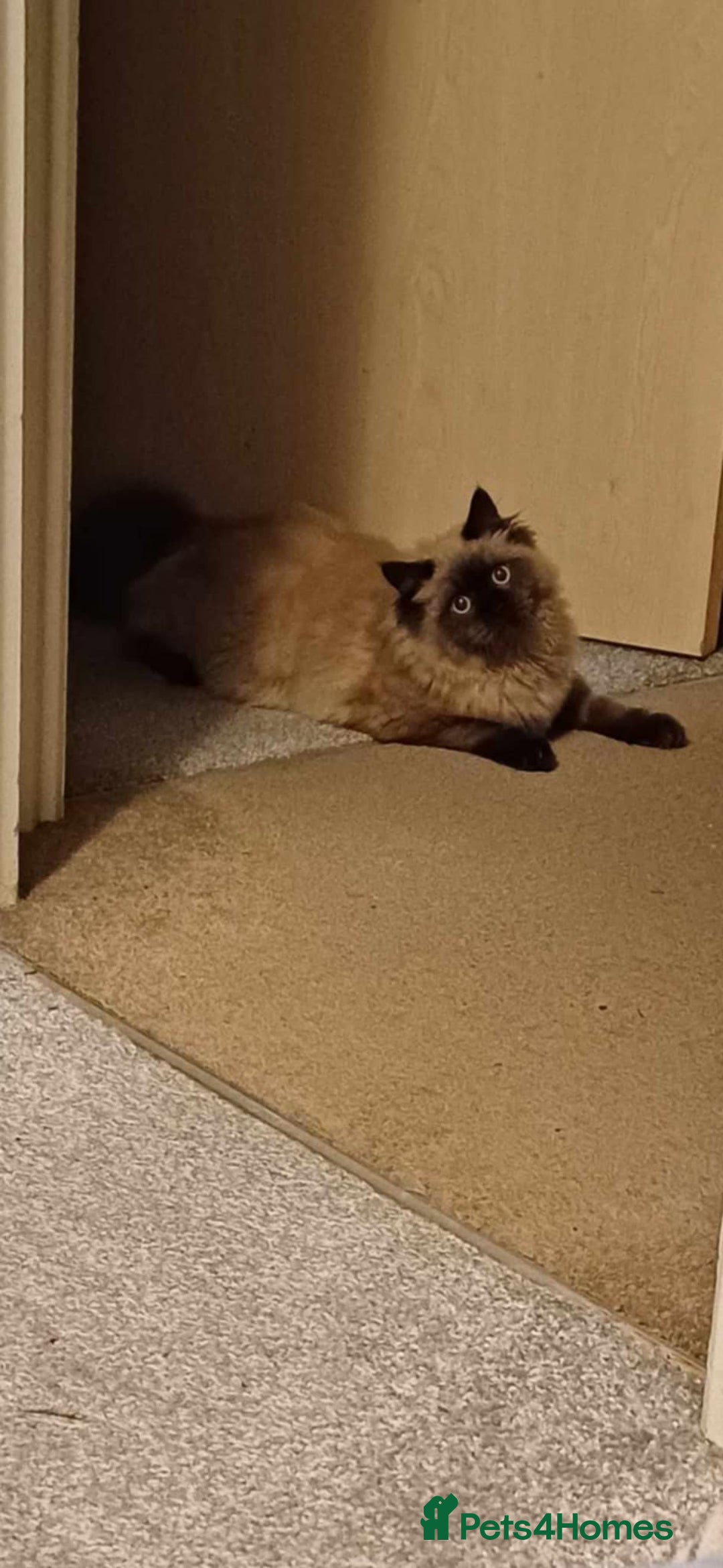 Ragdoll cats for sale: Meet Boo - Image 2
