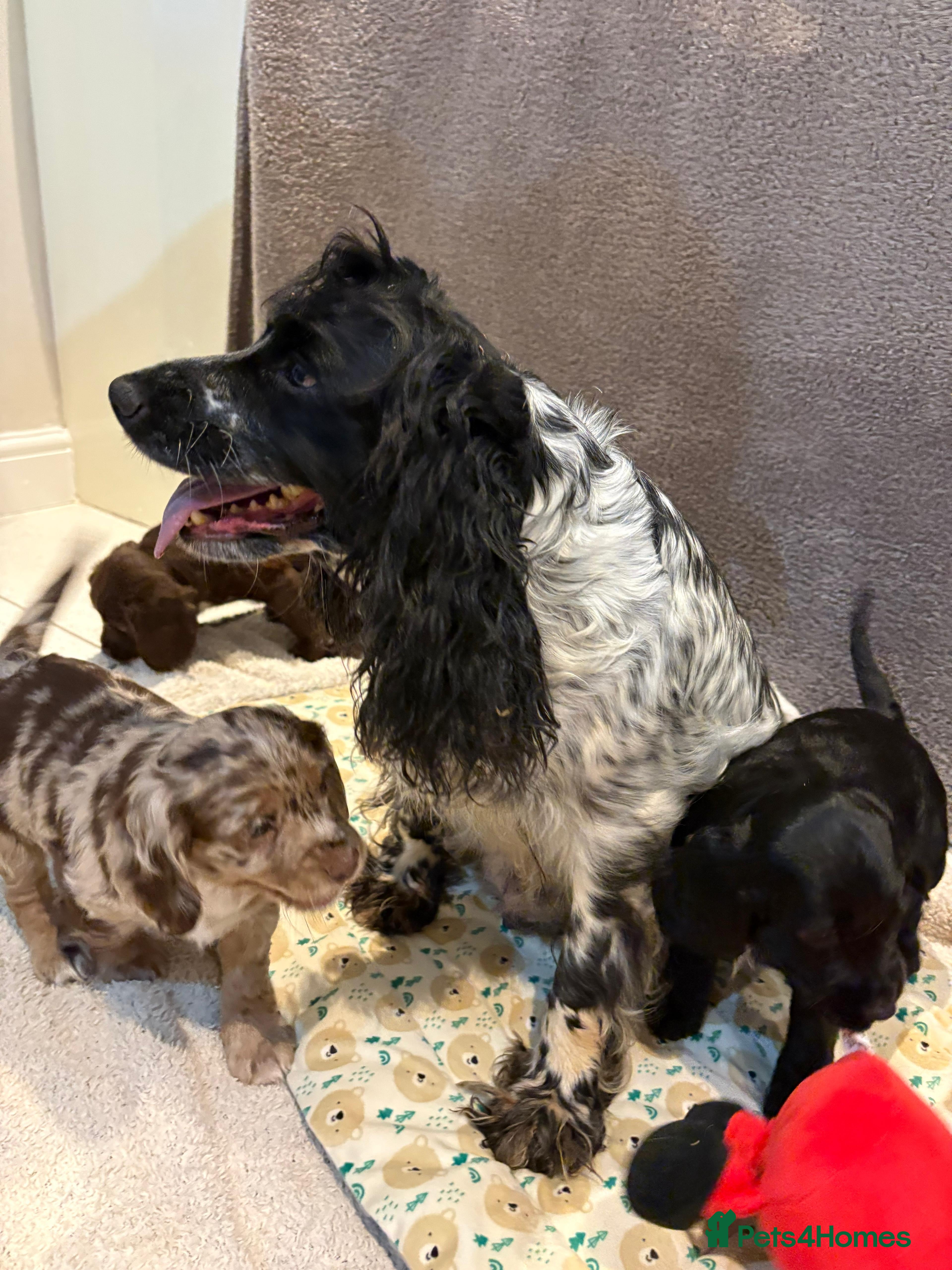 Cocker Spaniel dogs Pedigree show type kc parents DNA 100% clear  - Advert 8