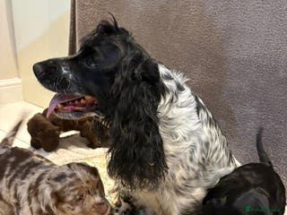 Cocker Spaniel dogs Pedigree show type kc parents DNA 100% clear - Advert 8