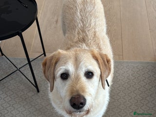 Mixed Breed dogs - Advert 8