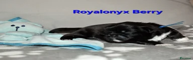 Royalonyx BERRY