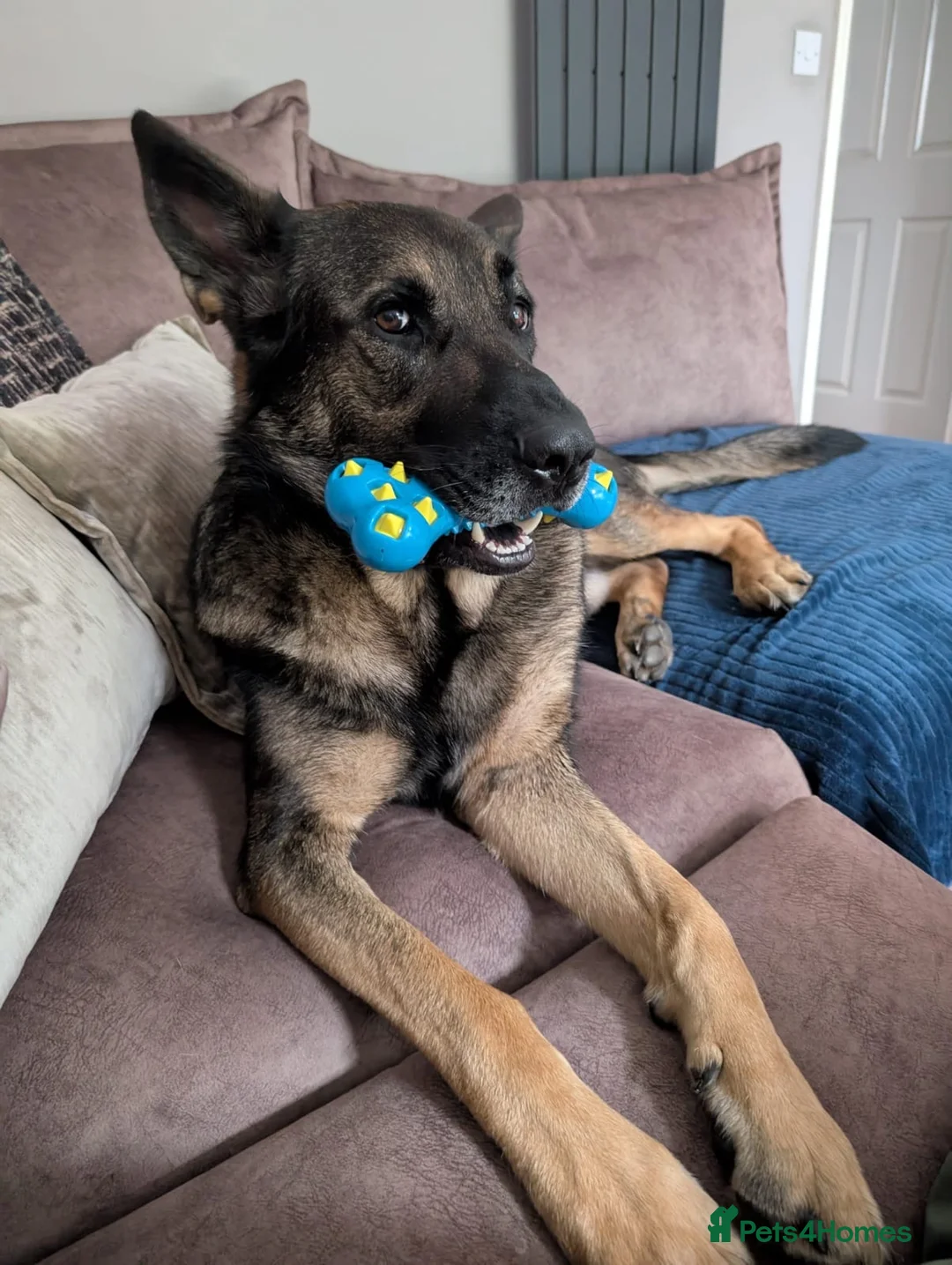 Mixed Breed dogs for sale: Beautiful 3 year old Shepard/malinois cross in Bury Saint Edmunds - Advert 2