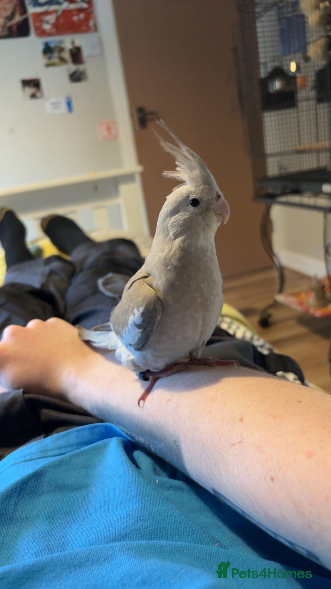 Cockatiels birds for sale: Hand reared cockatiel - Image 3