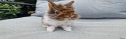 Lionhead rabbits for sale: 2 lionhead boys - Advert 2