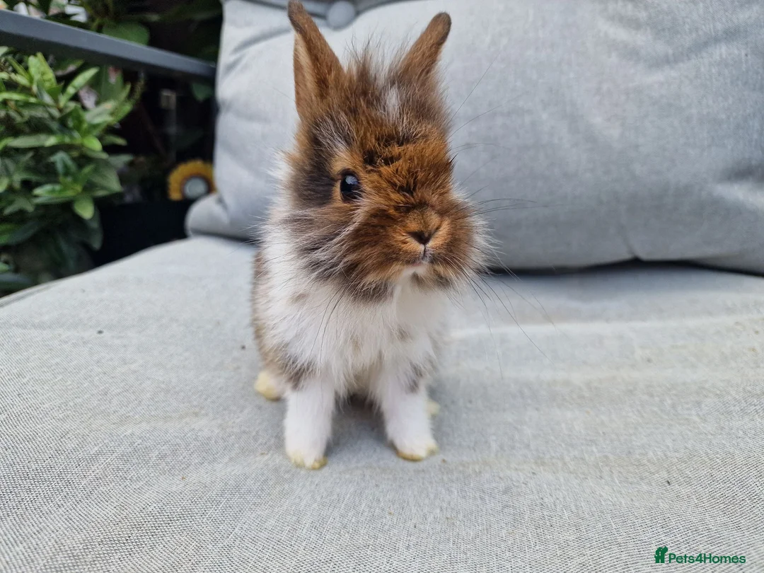 Lionhead rabbits for sale: 2 lionhead boys - Advert 2