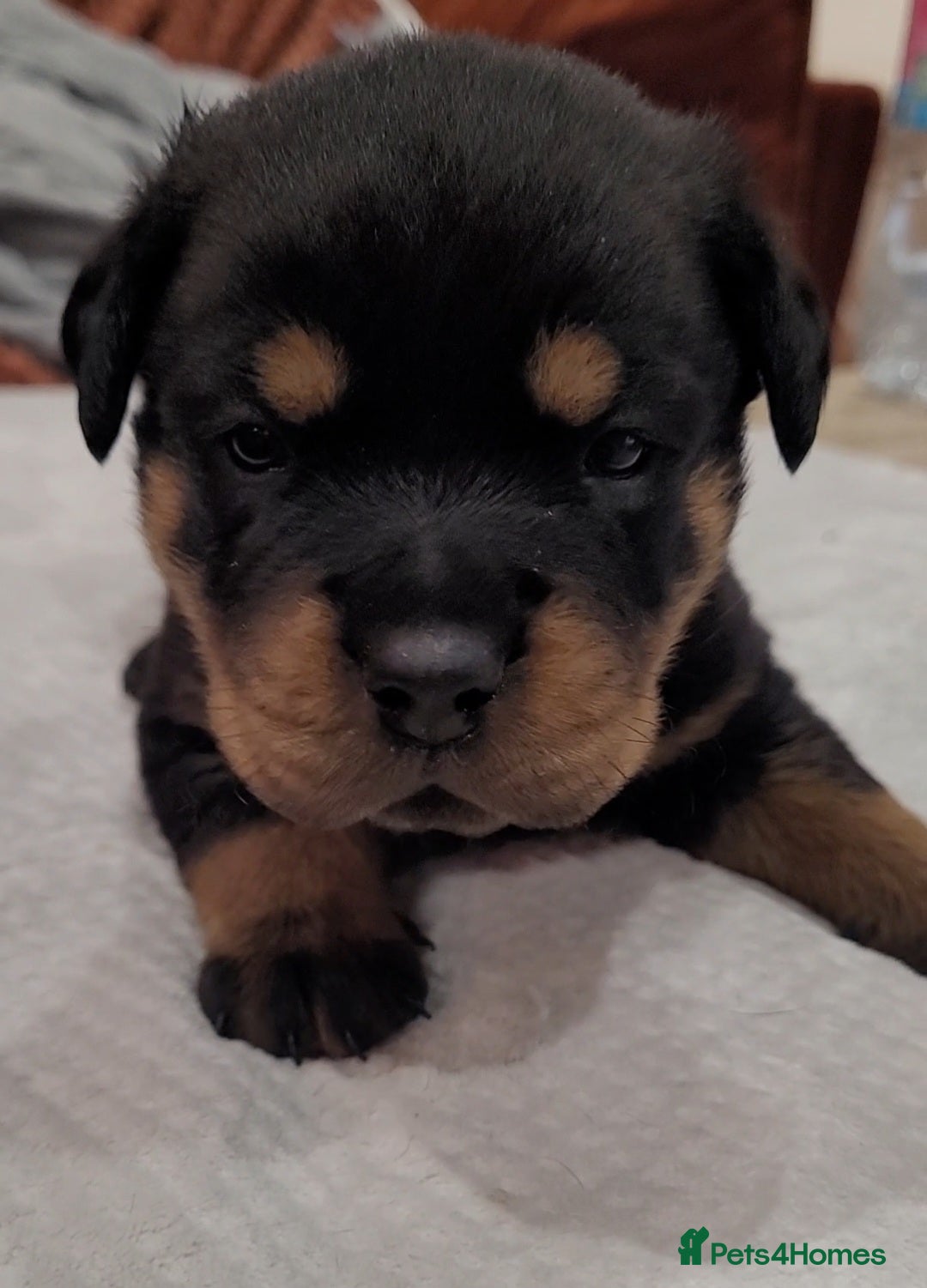 Rottweiler dogs GIANT ROTTWEILER PUPS. HEALTH, SIZE, TEMPERAMENT - Advert 6